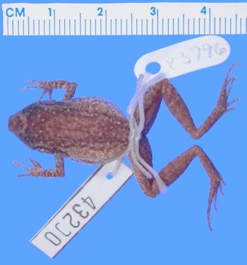 Media type: image; Herpetology A-43200